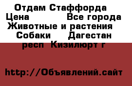 Отдам Стаффорда › Цена ­ 2 000 - Все города Животные и растения » Собаки   . Дагестан респ.,Кизилюрт г.